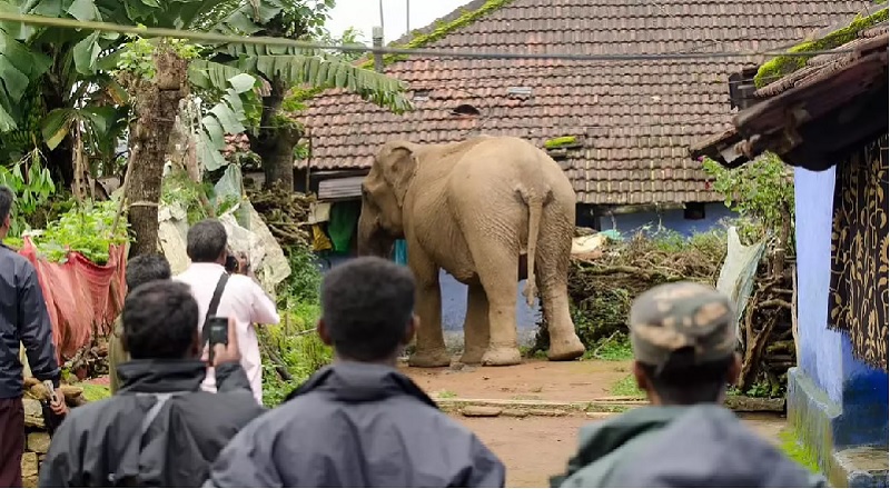 யானை தாக்கி விவசாயி பலி